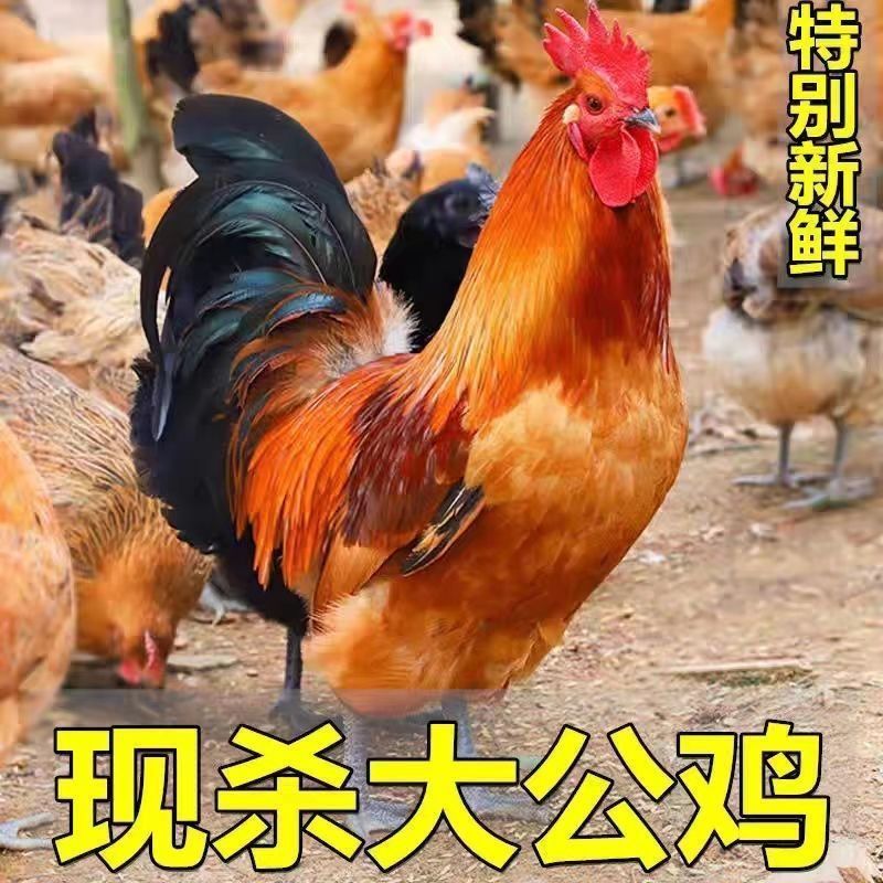 【公鸡特价新鲜现杀】厂家白条鸡冻品大冠公鸡黑脚黄脚笨公鸡