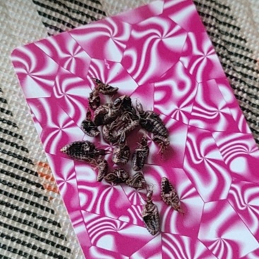 金沙牛
