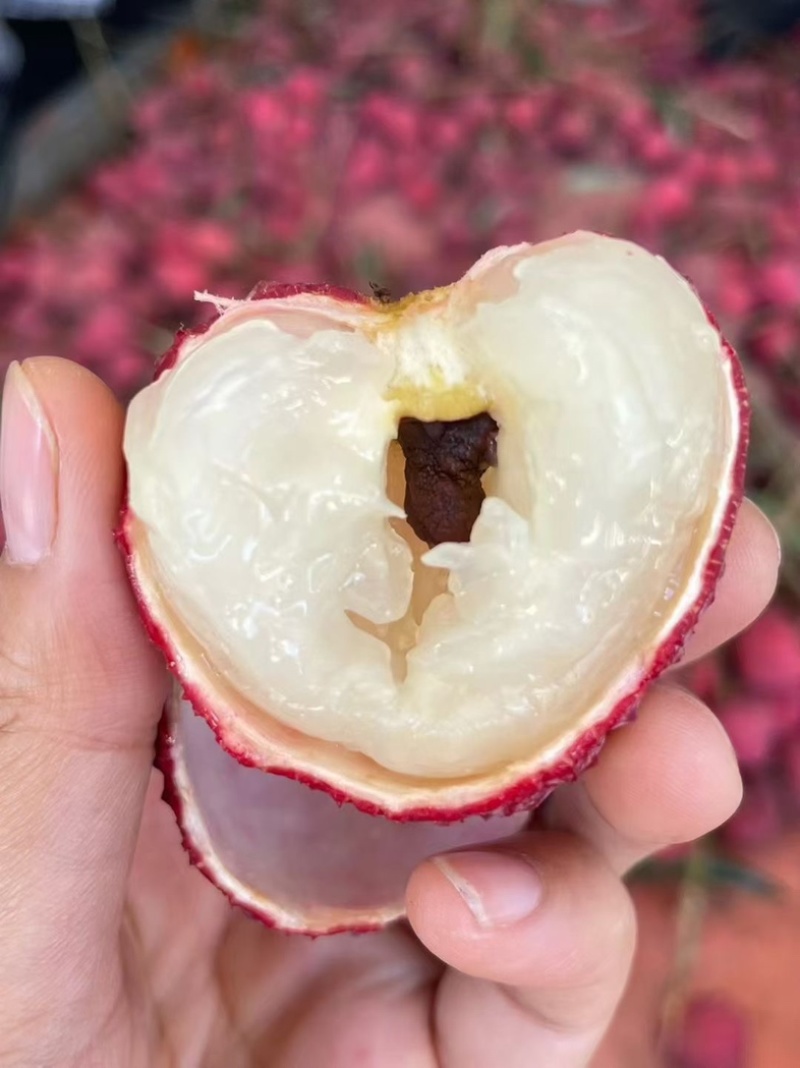 无核荔枝，仙进奉，桂味，支持一件代发，和团购