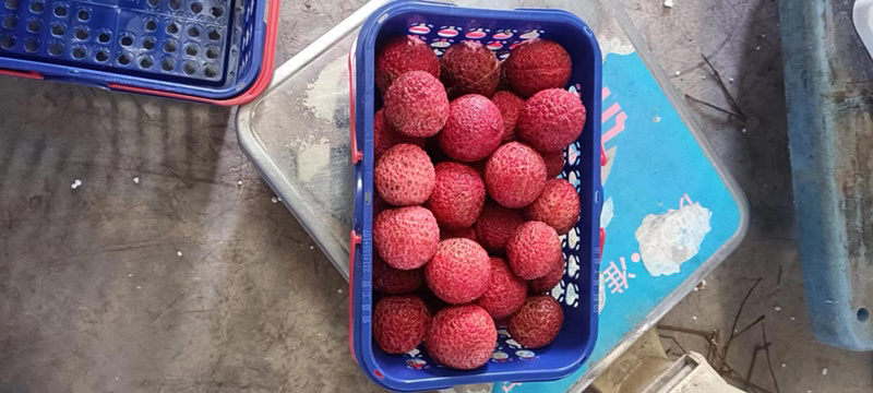 无核荔枝，仙进奉，桂味，支持一件代发，和团购