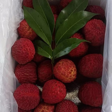 无核荔枝，仙进奉，桂味，支持一件代发，和团购