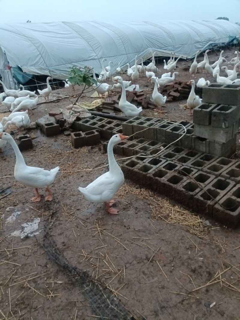 孝感肉鹅