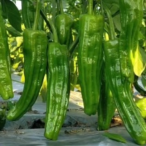 芜湖椒【鲜辣椒】货源充足现货先发产地一手货源支持视频看货