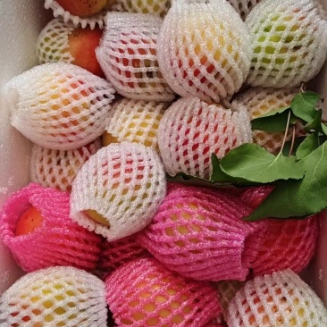 甘肃平凉灵台牛心杏。