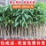 芒果树苗金煌芒凯特芒红贵妃桂七台农芒嫁接苗南方庭院种植果