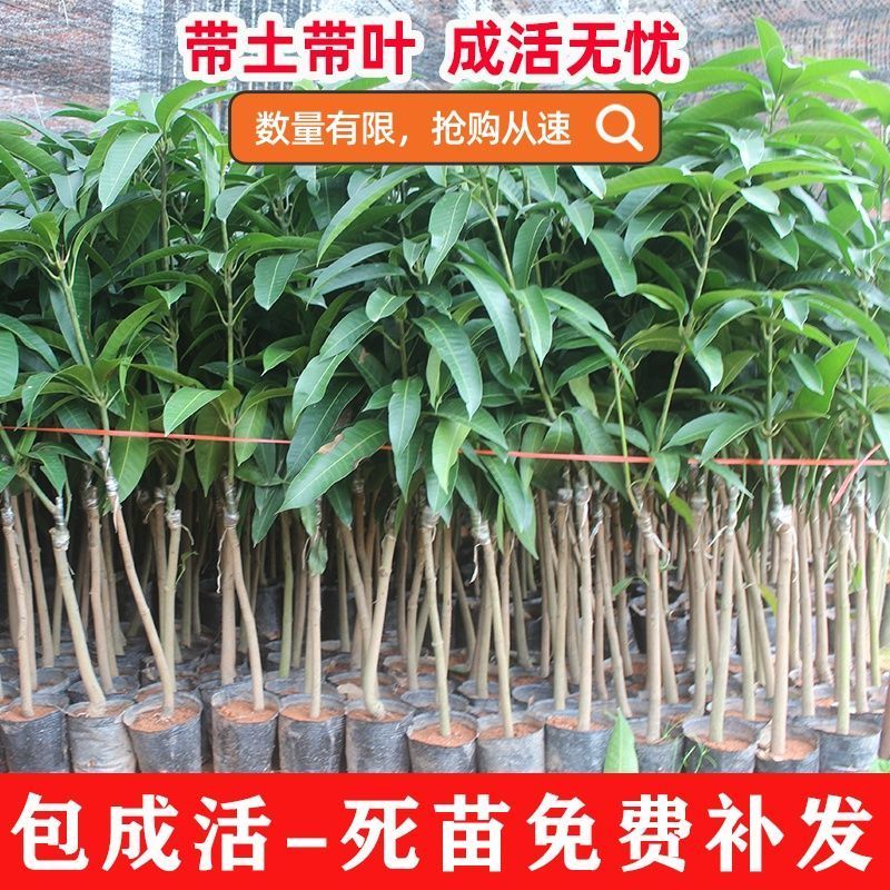 芒果树苗金煌芒凯特芒红贵妃桂七台农芒嫁接苗南方庭院种植果