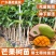 芒果树苗金煌芒凯特芒红贵妃桂七台农芒嫁接苗南方庭院种植果