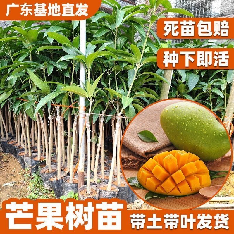 芒果树苗金煌芒凯特芒红贵妃桂七台农芒嫁接苗南方庭院种植果