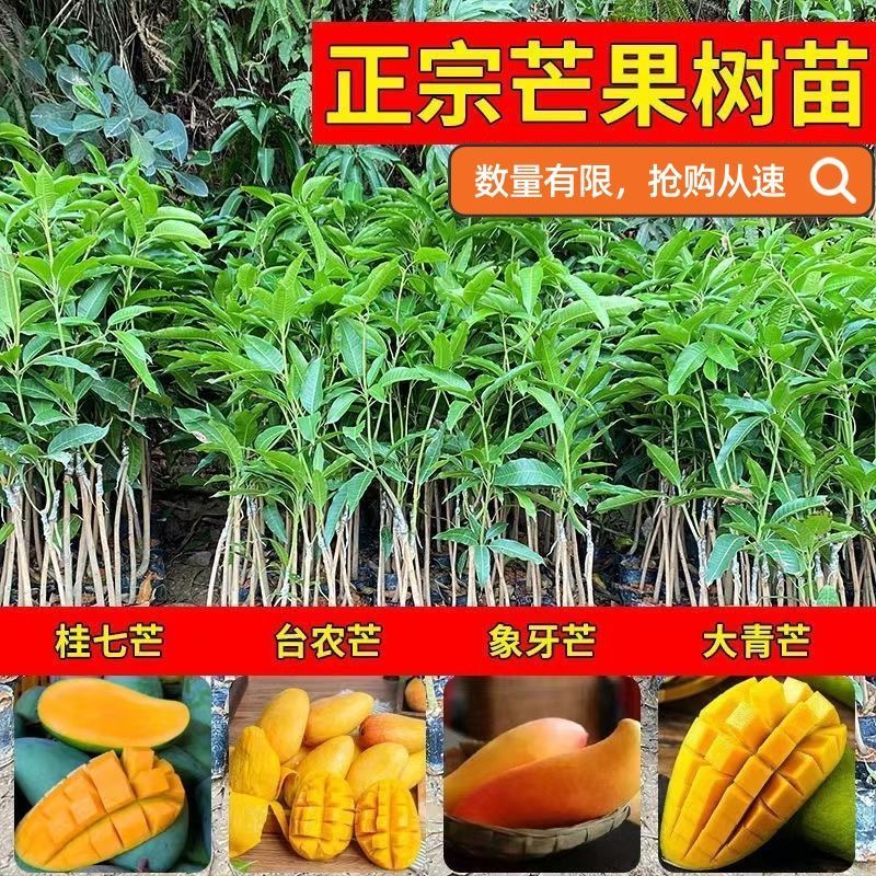 芒果树苗金煌芒凯特芒红贵妃桂七台农芒嫁接苗南方庭院种植果