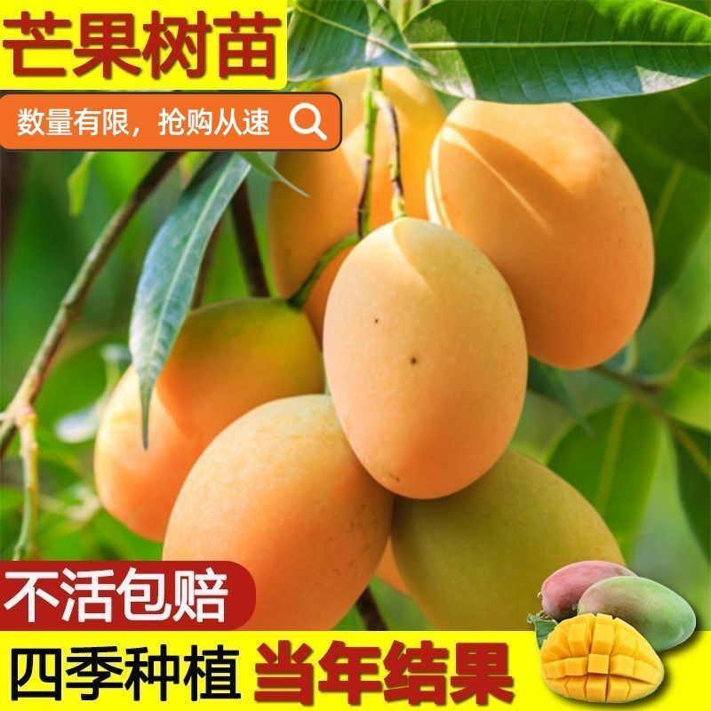 芒果树苗金煌芒凯特芒红贵妃桂七台农芒嫁接苗南方庭院种植果