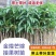 芒果树苗金煌芒凯特芒红贵妃桂七台农芒嫁接苗南方庭院种植果