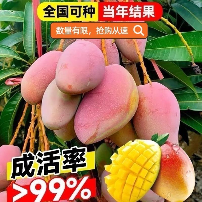 芒果树苗金煌芒凯特芒红贵妃桂七台农芒嫁接苗南方庭院种植果