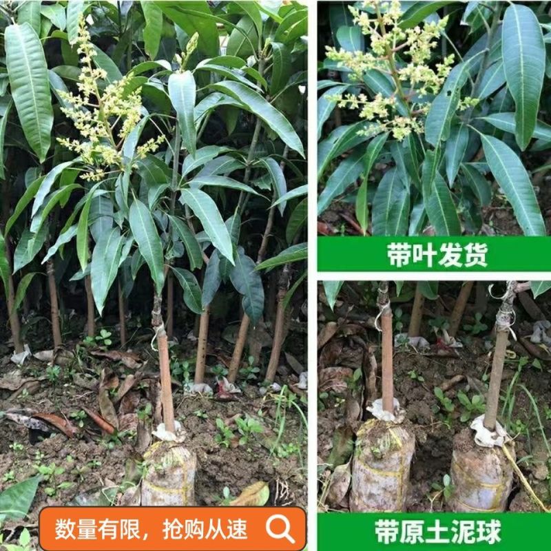 芒果树苗金煌芒凯特芒红贵妃桂七台农芒嫁接苗南方庭院种植果