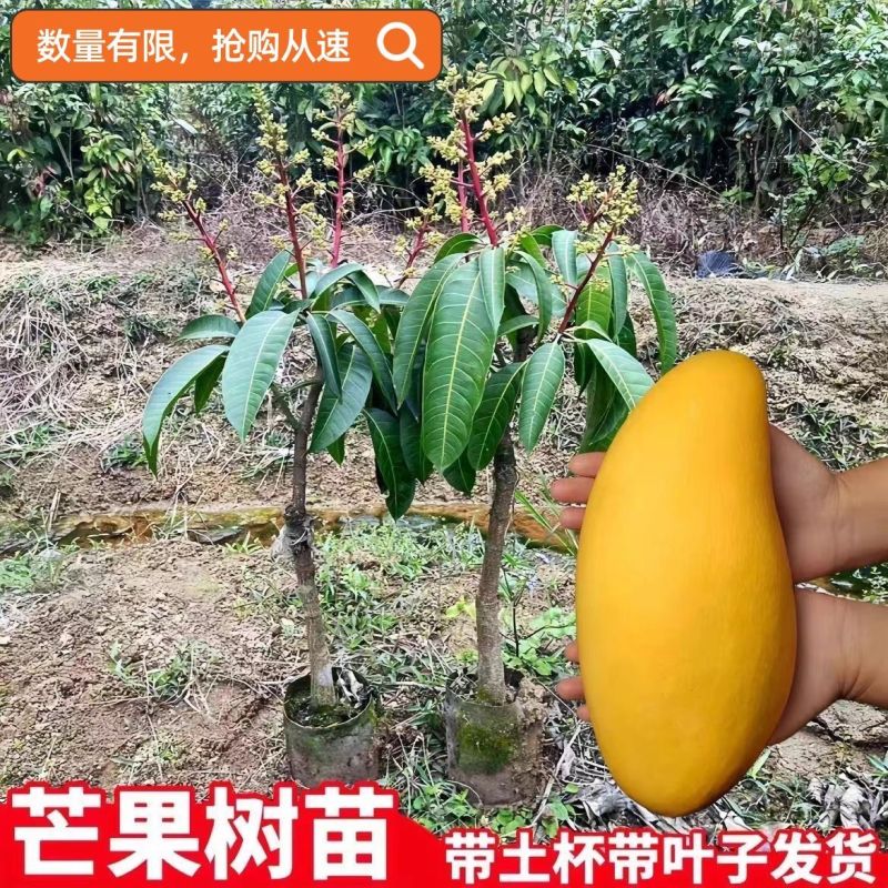 芒果树苗金煌芒凯特芒红贵妃桂七台农芒嫁接苗南方庭院种植果