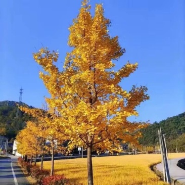 正宗银杏树苗名贵门前耐寒风景树白果树苗长寿镇宅四季庭院好
