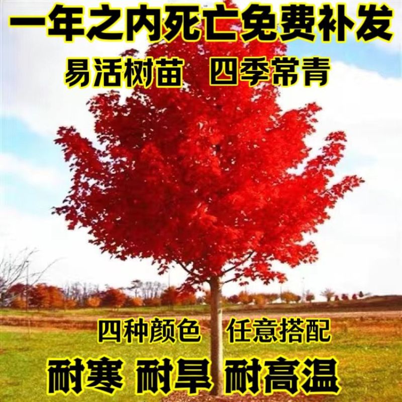 正宗银杏树苗名贵门前耐寒风景树白果树苗长寿镇宅四季庭院好