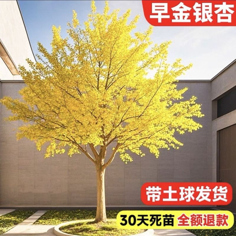 正宗银杏树苗名贵门前耐寒风景树白果树苗长寿镇宅四季庭院好