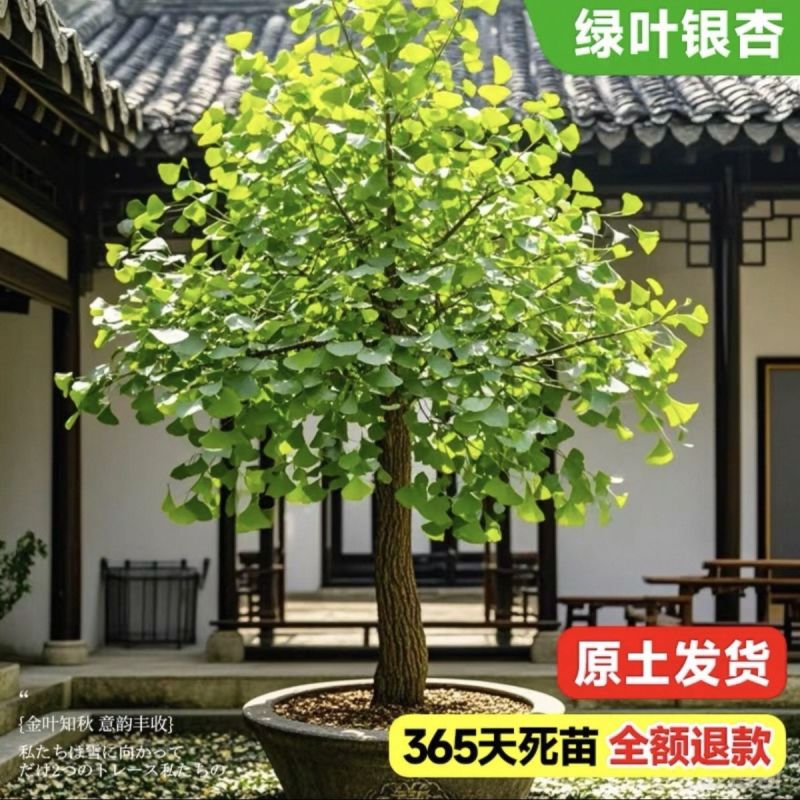 正宗银杏树苗名贵门前耐寒风景树白果树苗长寿镇宅四季庭院好