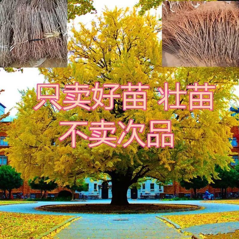 正宗银杏树苗名贵门前耐寒风景树白果树苗长寿镇宅四季庭院好