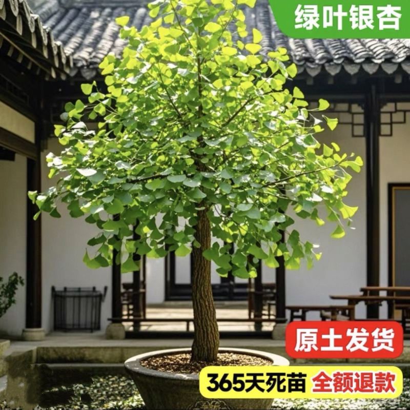 正宗银杏树苗名贵门前耐寒风景树白果树苗长寿镇宅四季庭院好