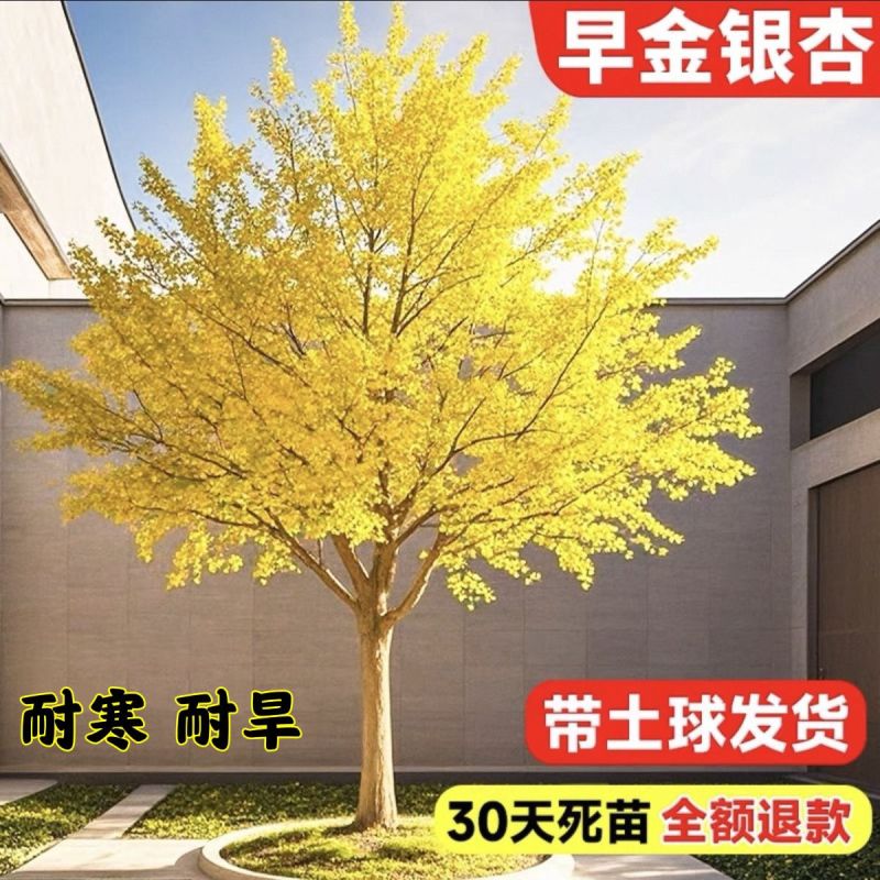 正宗银杏树苗名贵门前耐寒风景树白果树苗长寿镇宅四季庭院好