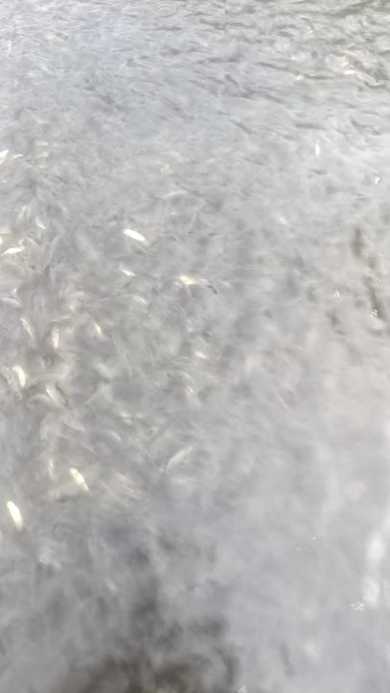 草鱼苗，优质草鱼苗，抗病率强，成活率高，欢迎咨询，价格可谈