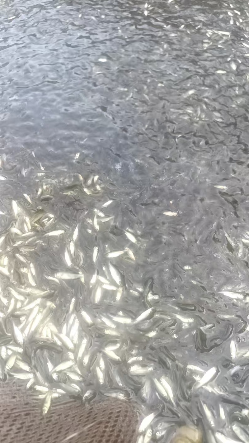 草鱼苗，优质草鱼苗，抗病率强，成活率高，欢迎咨询，价格可谈