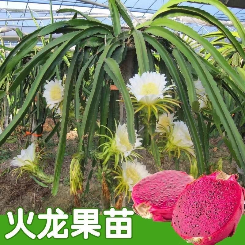 红心红肉火龙果树苗南北方四季种植阳台庭院室内外种植当年结
