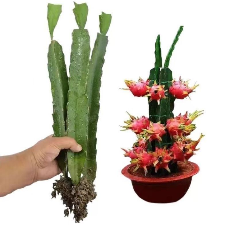 红心红肉火龙果树苗南北方四季种植阳台庭院室内外种植当年结