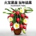 红心红肉火龙果树苗南北方四季种植阳台庭院室内外种植当年结