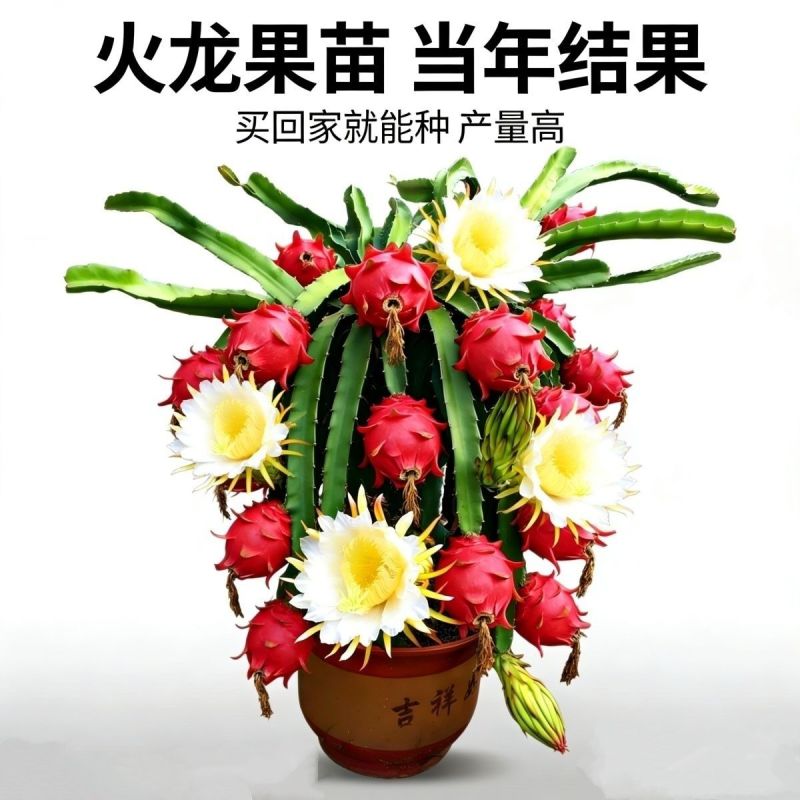 红心红肉火龙果树苗南北方四季种植阳台庭院室内外种植当年结