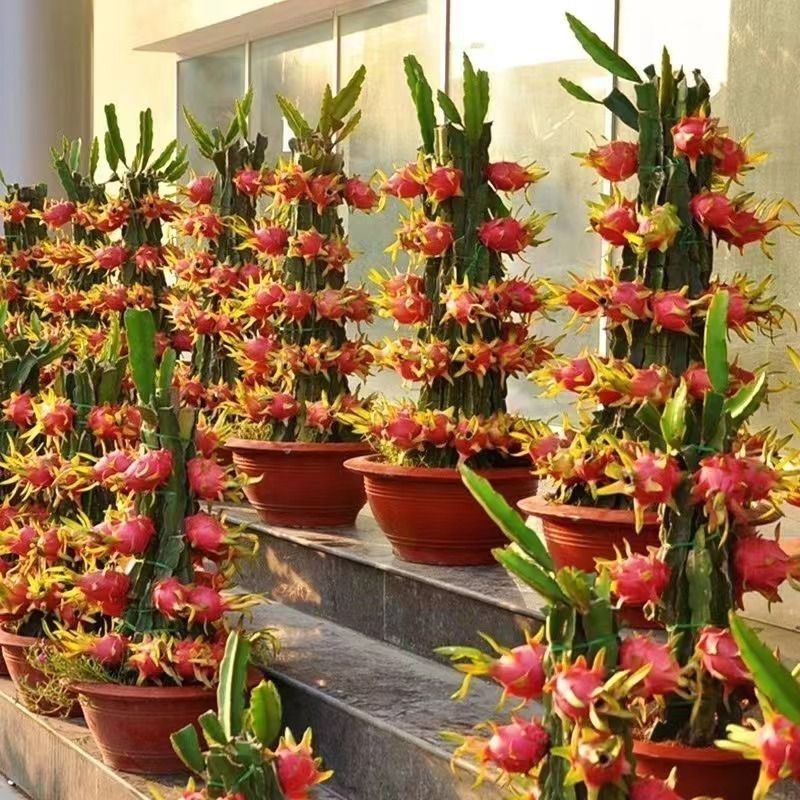 红心红肉火龙果树苗南北方四季种植阳台庭院室内外种植当年结