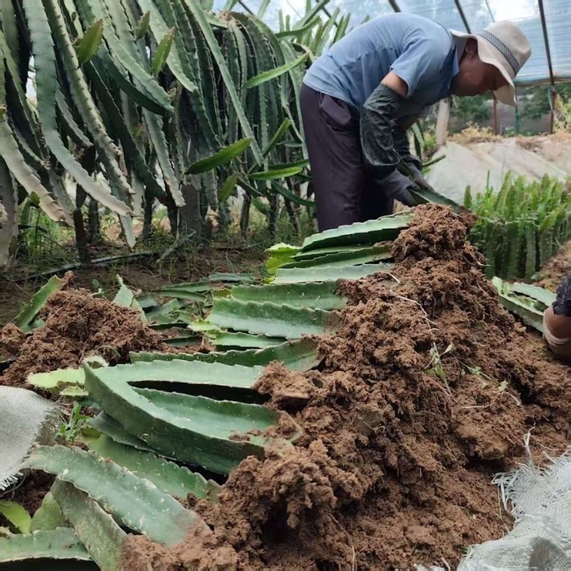 红心红肉火龙果树苗南北方四季种植阳台庭院室内外种植当年结
