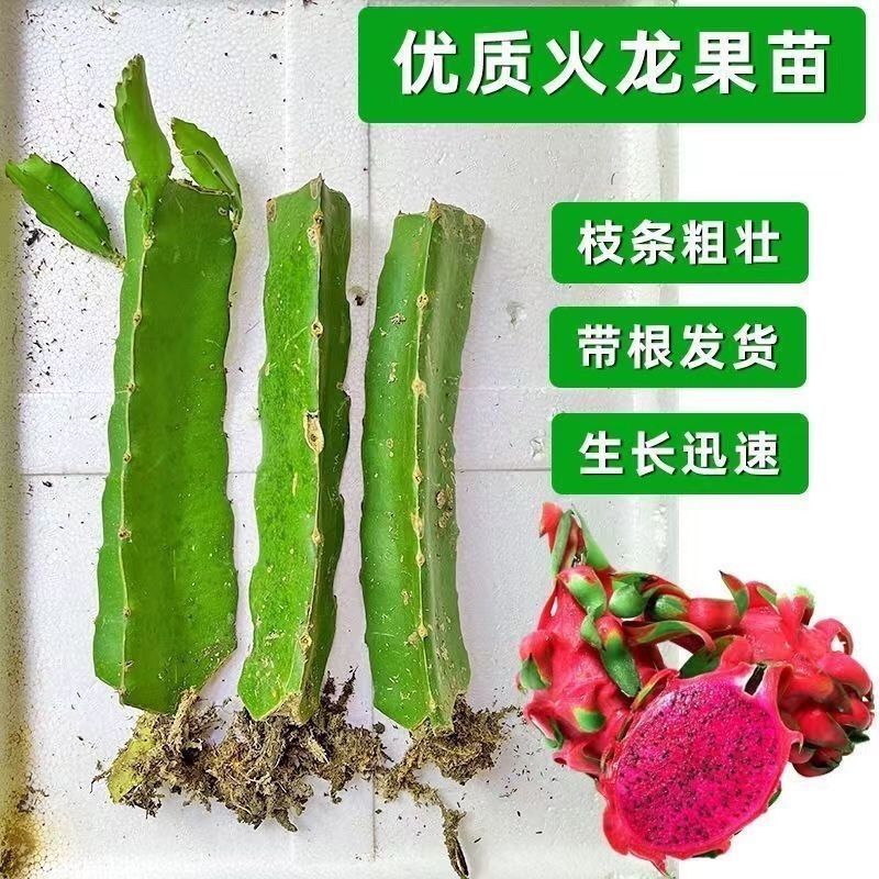 红心红肉火龙果树苗南北方四季种植阳台庭院室内外种植当年结