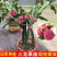红心红肉火龙果树苗南北方四季种植阳台庭院室内外种植当年结