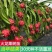 红心红肉火龙果树苗南北方四季种植阳台庭院室内外种植当年结
