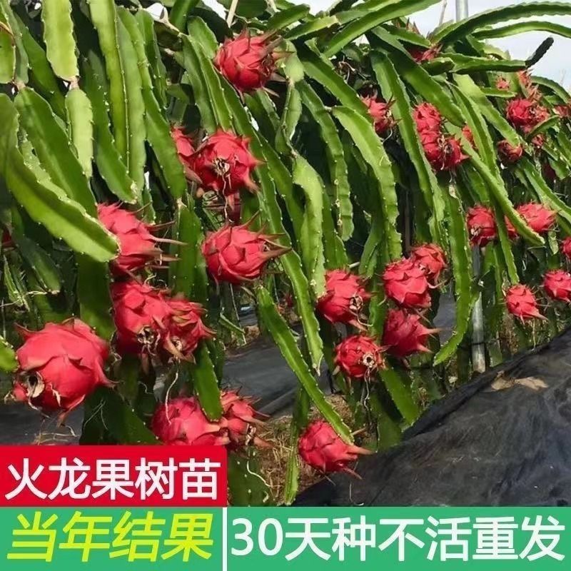 红心红肉火龙果树苗南北方四季种植阳台庭院室内外种植当年结