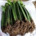 红心红肉火龙果树苗南北方四季种植阳台庭院室内外种植当年结