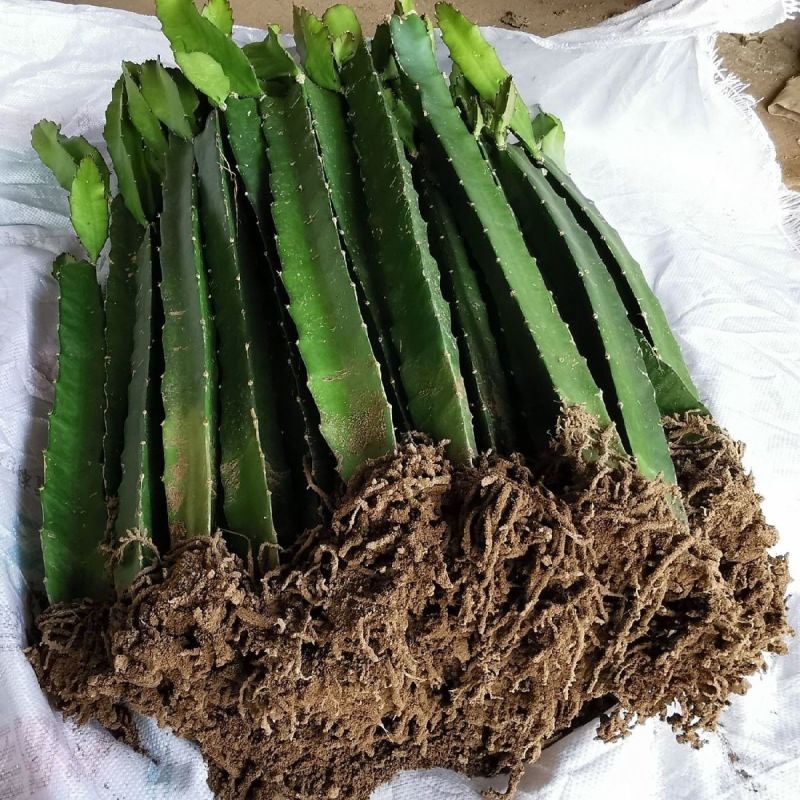 红心红肉火龙果树苗南北方四季种植阳台庭院室内外种植当年结