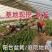 红心红肉火龙果树苗南北方四季种植阳台庭院室内外种植当年结