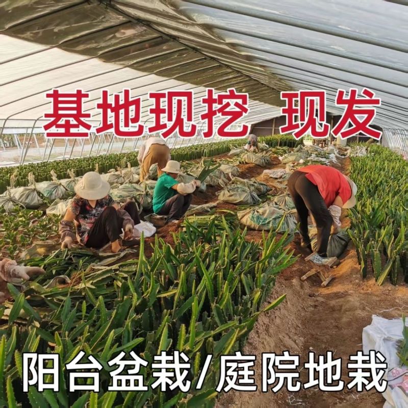 红心红肉火龙果树苗南北方四季种植阳台庭院室内外种植当年结
