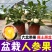 人参果小树苗带果发货人参果苗使用观赏两用四季阳台盆栽绿植