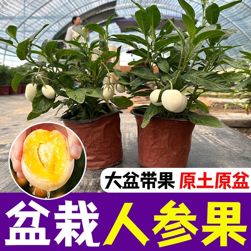 人参果小树苗带果发货人参果苗使用观赏两用四季阳台盆栽绿植