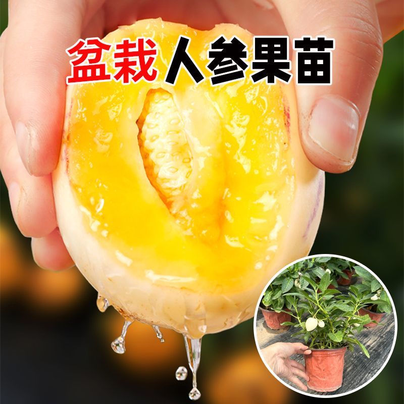 人参果小树苗带果发货人参果苗使用观赏两用四季阳台盆栽绿植