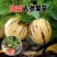 人参果小树苗带果发货人参果苗使用观赏两用四季阳台盆栽绿植