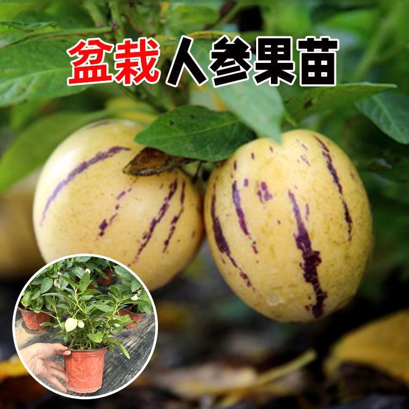 人参果小树苗带果发货人参果苗使用观赏两用四季阳台盆栽绿植