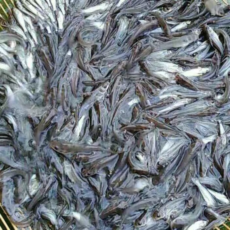 叉尾苗，抗病率强，成活率高，各种规格欢迎咨询，价格可谈
