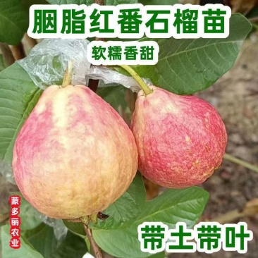 番石榴果树苗嫁接四季珍珠奶油帝王红宝石无籽胭脂红心西瓜芭