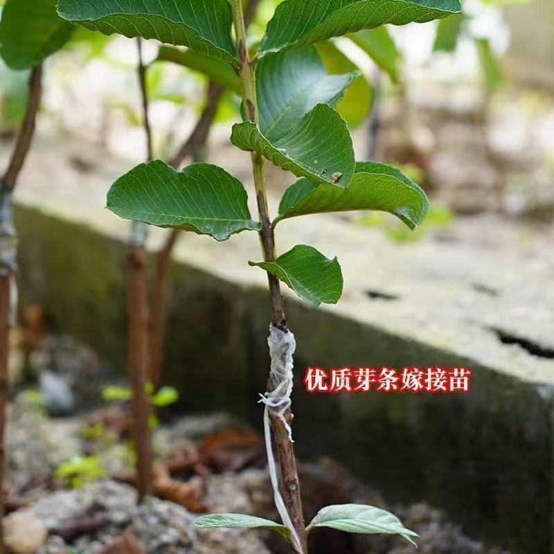 番石榴果树苗嫁接四季珍珠奶油帝王红宝石无籽胭脂红心西瓜芭