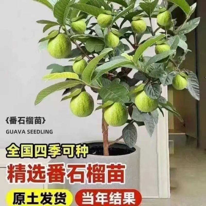 番石榴果树苗嫁接四季珍珠奶油帝王红宝石无籽胭脂红心西瓜芭